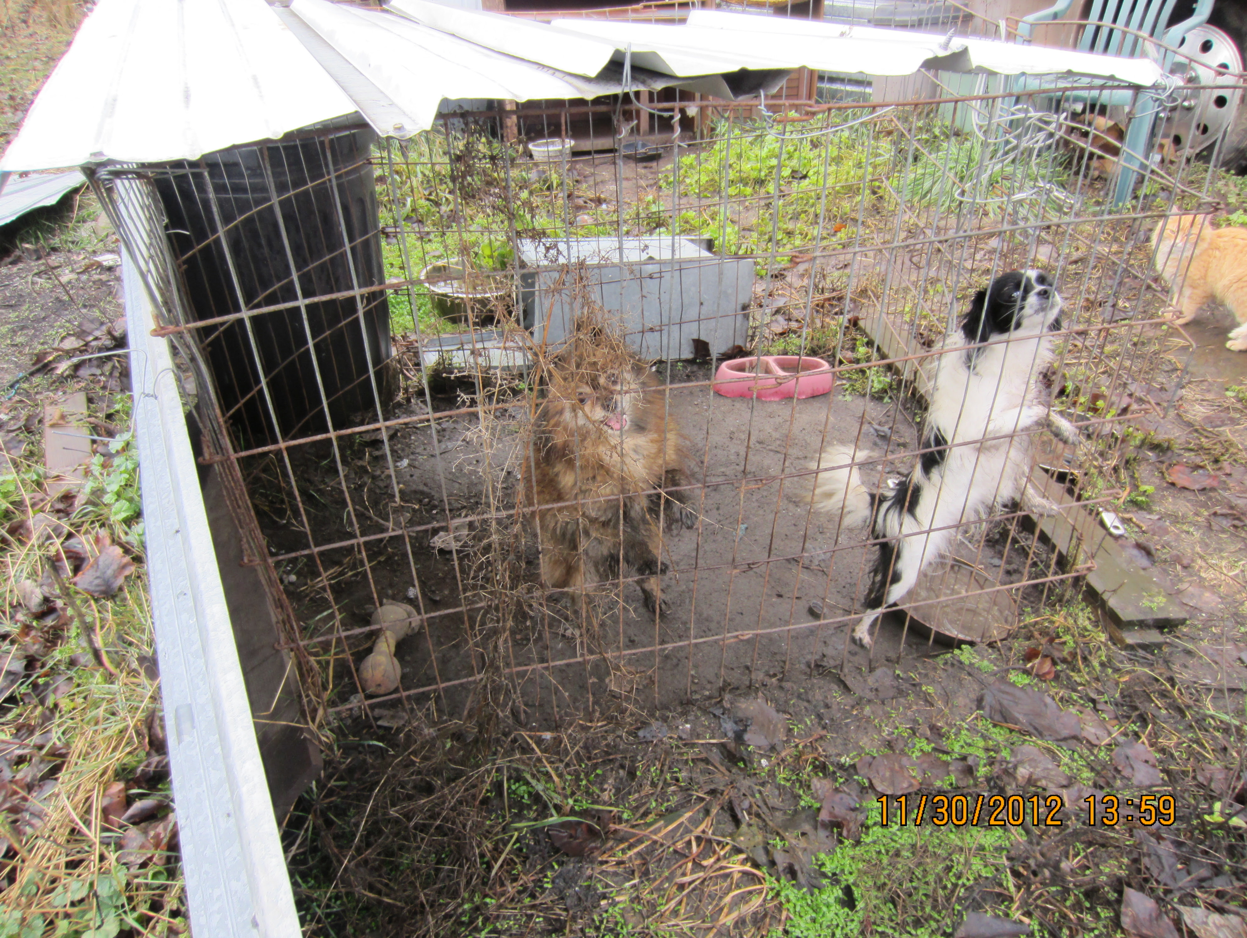 Wild animal control boise