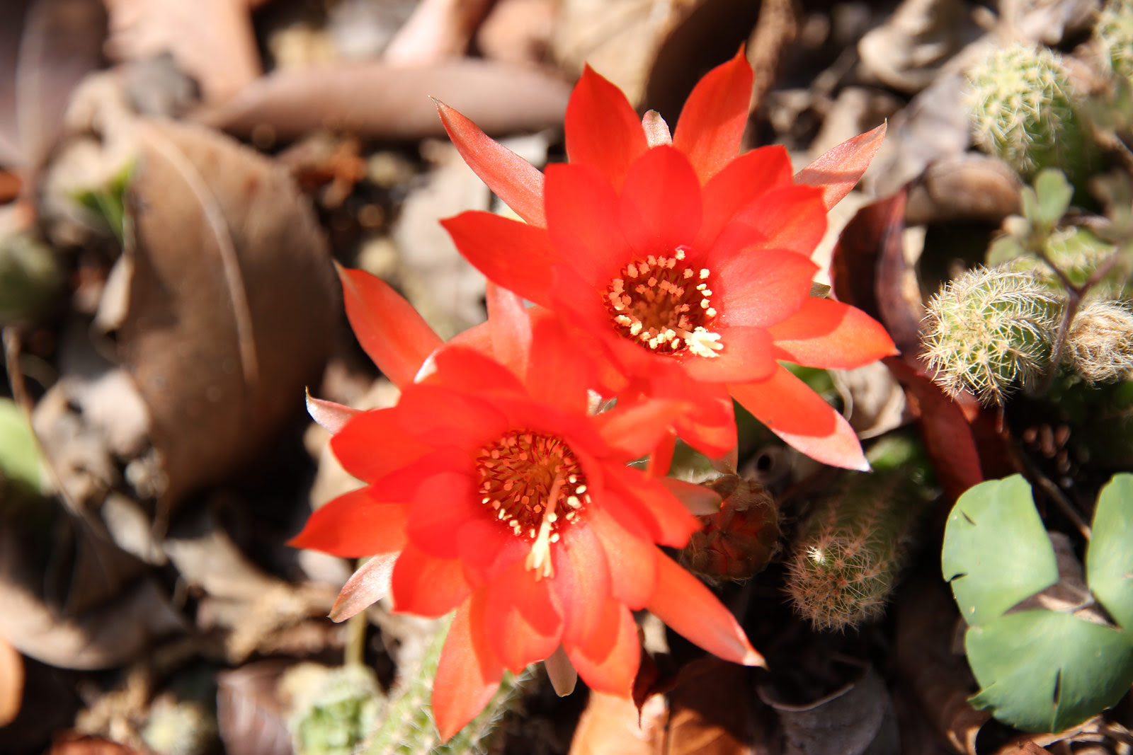 お花の写真集 サボテン