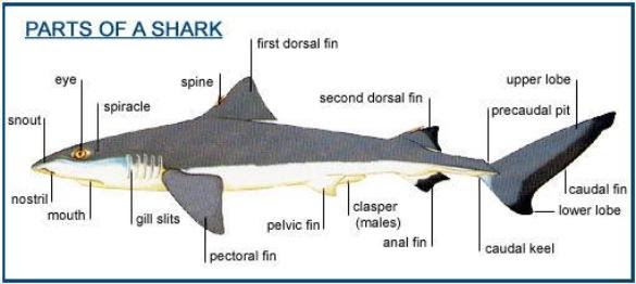 Shark Facts for Kids from New Jersey Magician Steve Woyce and The Magic of Sharks