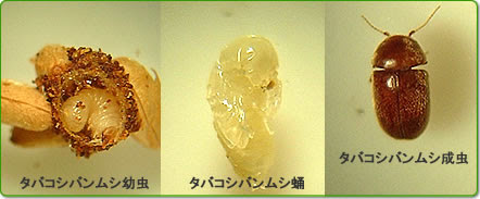 プロがすすめるシバンムシの駆除対策 タバコシバンムシの退治方法 虫知識 Com