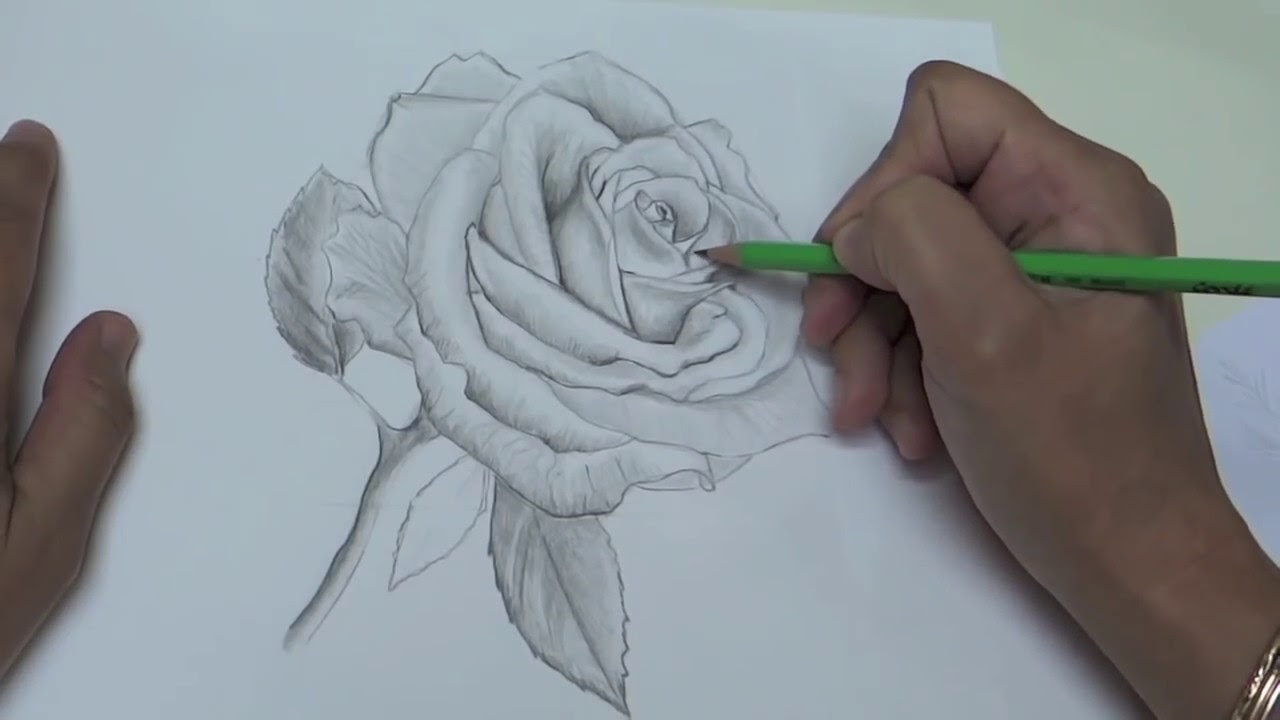comment dessiner une rose Les dessins et coloriage comment dessiner une rose Les dessins et coloriage