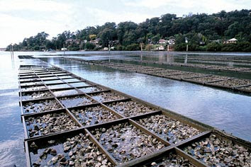 oyster aquaculture - maggie's farm