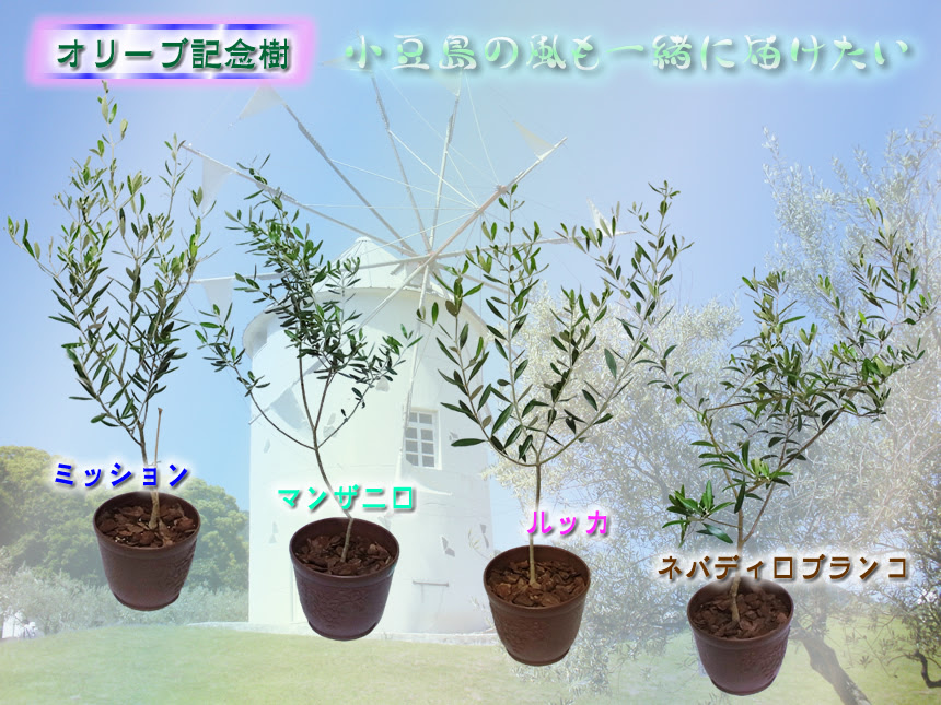 オリーブの苗木やオリーブの新漬けを販売の 小豆島オリーブファーム