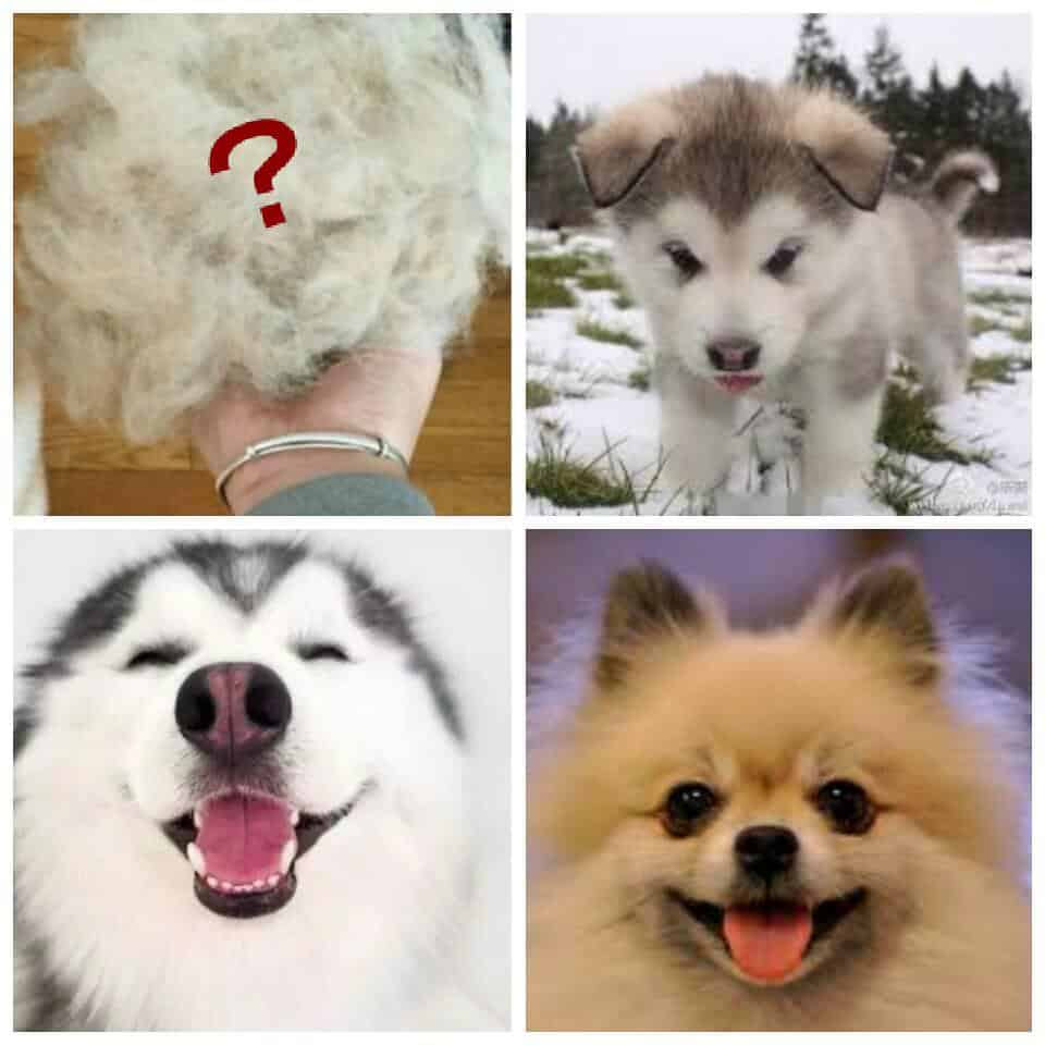 Do Pomskies Shed? Yes or No? [www.pomskydog.net]
