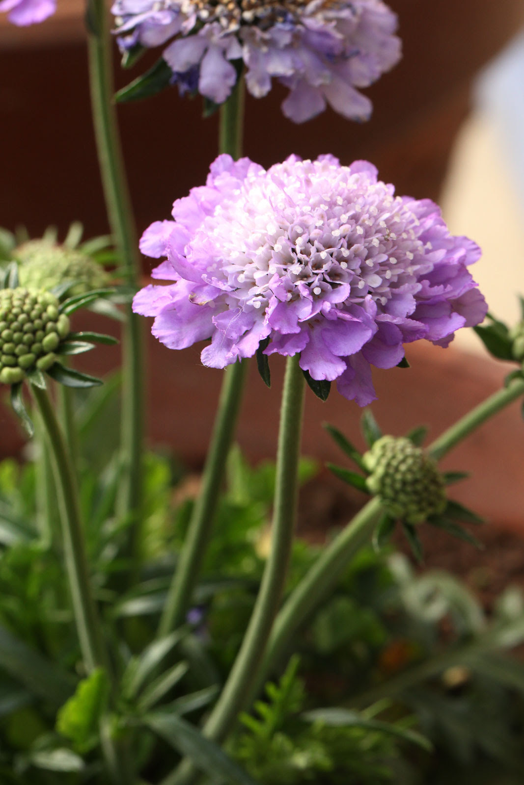 お花の写真集 スカビオサ