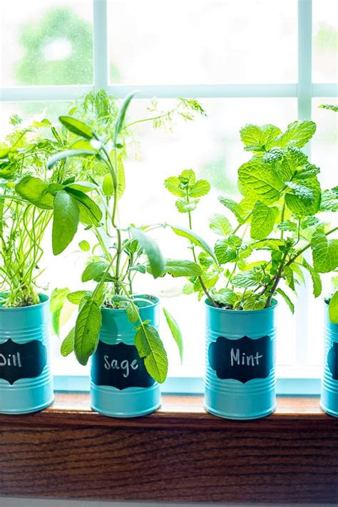 indoor window sill herb garden