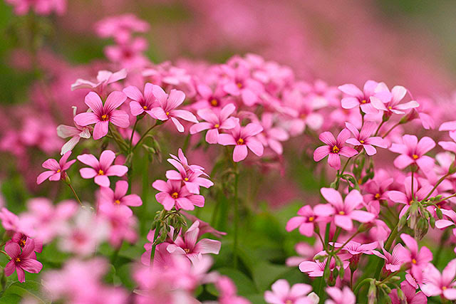 四季の山野草図鑑 イモカタバミ