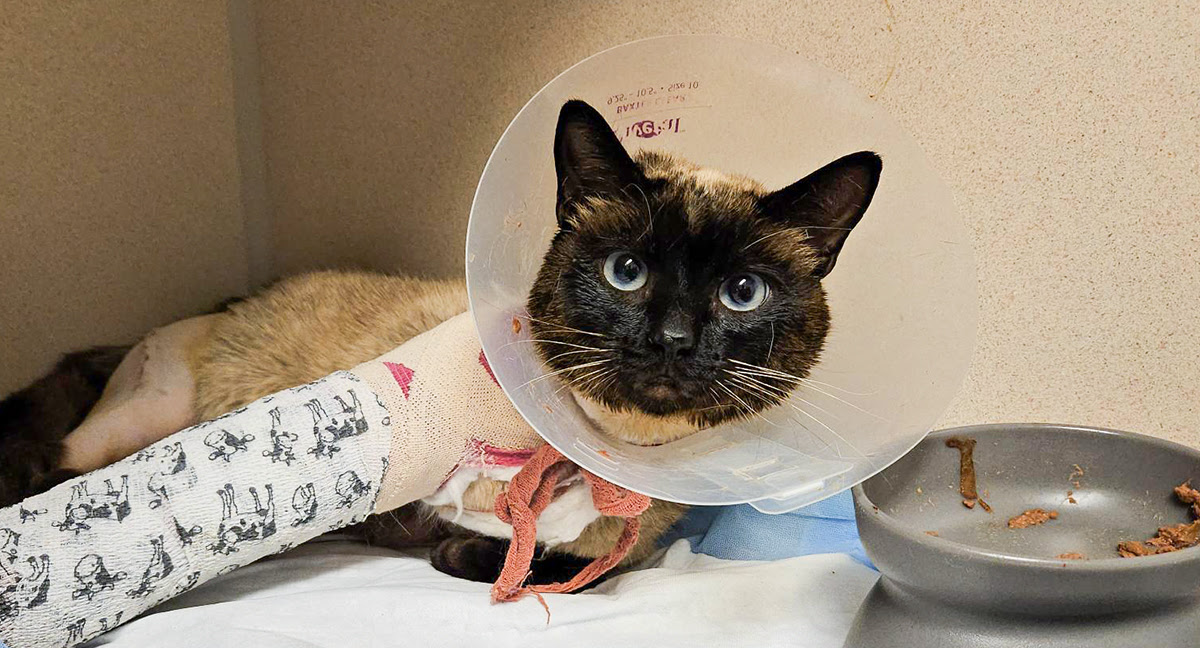 Pets like Lunch Box are relying on you this summer!