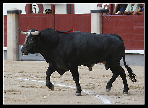 Novillo de Francisco Madrazo