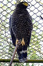 South Nicobar Serpent Eagle 