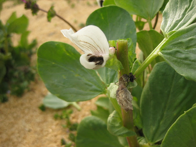ソラマメ 安全な食を目指して無農薬栽培 小林農場 風家 かざいえ