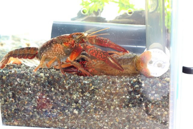 ザリガニ飼育 楽しいことメモ