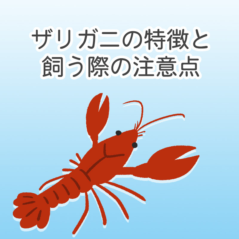 意外と大人に人気 ザリガニの特徴と飼う際の注意点をご紹介します