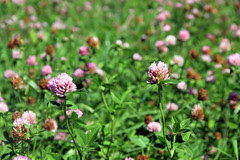 Red clover
