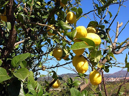 Limonero