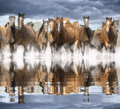 Animaux - Chevaux Reflet d'Eau