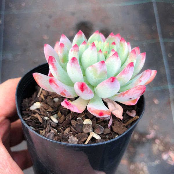 Sedeveria 'Blue Elf' - LET LOVE GROW (Succulent & Cactus)
