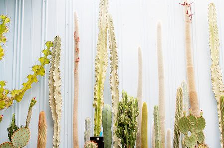 Cactus
