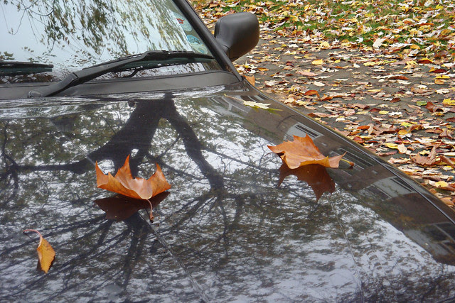 Fall in Context_0052
