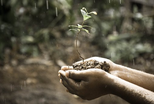 梅雨時期の鉢植えのオリーブの育て方のコツとは オリーブの教科書
