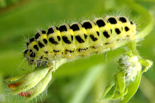 Question Of The Day Michael Levine S Asks What Is Chenille Welcome