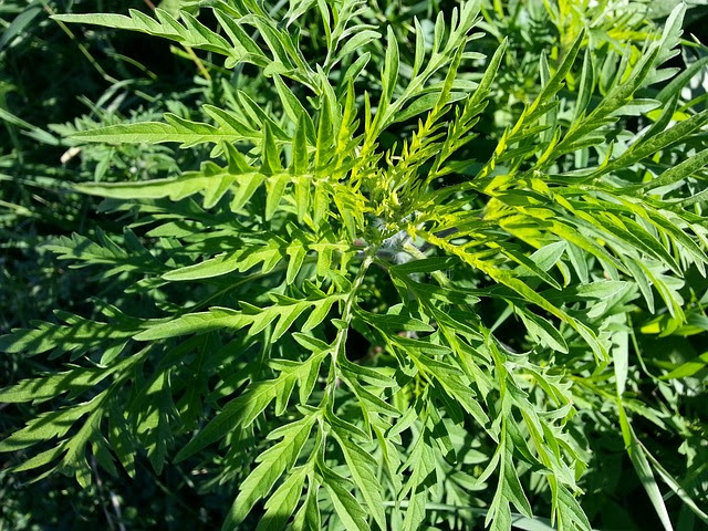 秋のレッスンも要注意 コスモス ねこじゃらしも花粉症になる 秋の花粉症 フラワーエデュケーションジャパン