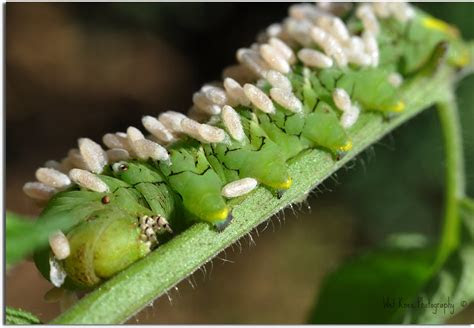 From the gardening experts at hgtv, learn what companion plants to grow alongside your tomatoes to improve tomato plants' health and boost your harvest. Tomato Hornworm with Rice-like Eggs | These hornworms