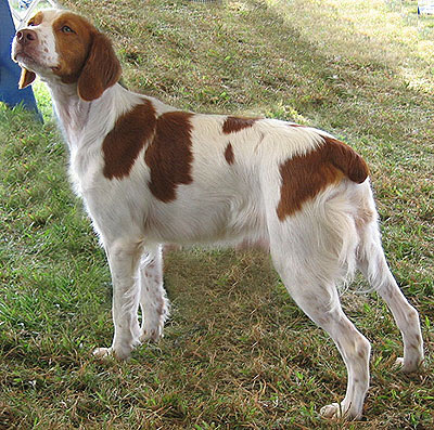 brittany spaniel dog brittany spaniel dog