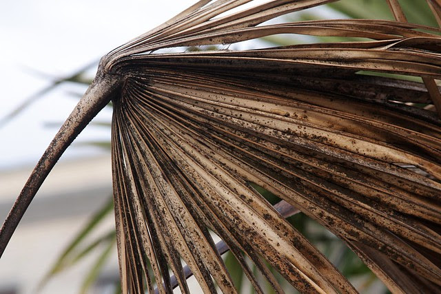 palm, fourth avenue