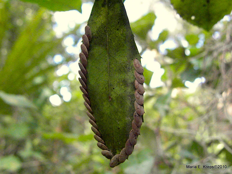 Katydid Eggs