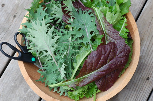 Late fall harvest by Eve Fox, Garden of Eating blog, copyright 2011