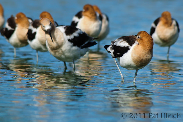 American avocets