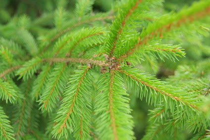 How To Train A Weeping Norway Spruce