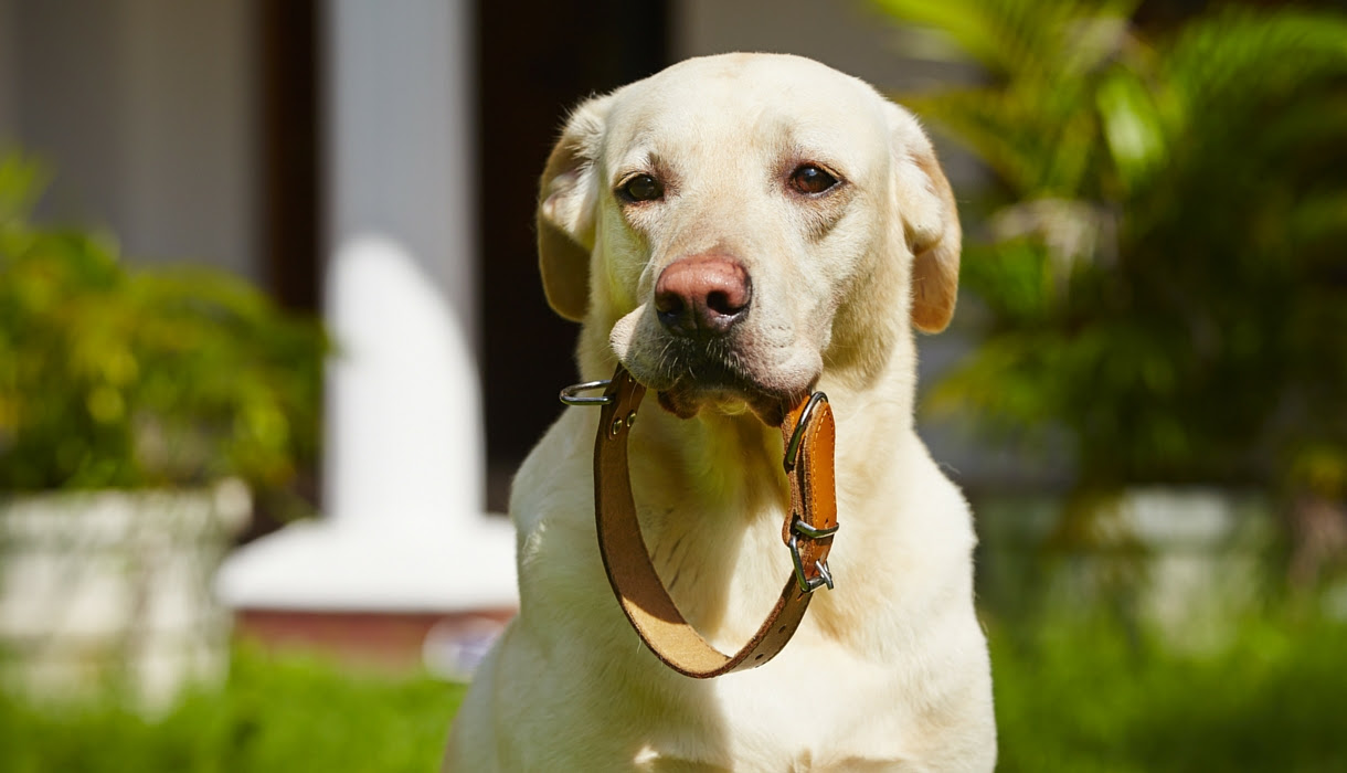 Best Dog Collars And Leashes For Large Breeds - The ...