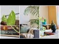 Home Decoration Using Plants