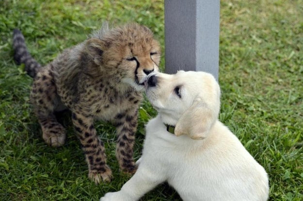 Many zoos follow this practice, and the San Diego Zoo explains on its website that "dogs are naturally comfortable with people, even those they don’t know. Cheetahs are quite a bit more cautious and wary of new situations; having a dog buddy to show them that everything is okay — and even fun — helps the cat feel comfortable and relaxed."