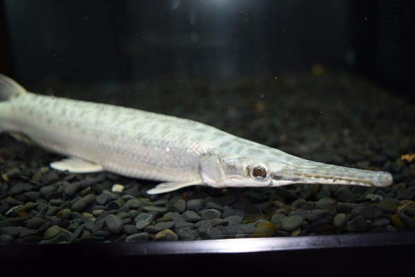 さかな紹介 静岡市の熱帯魚専門店 大型魚 古代魚 珍魚 World Rivers