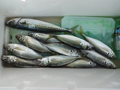 釣りと人生