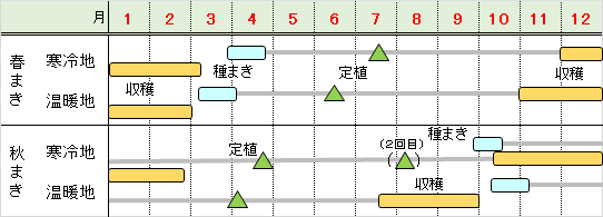 家庭菜園 ネギの育て方