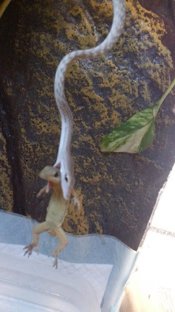 オオアオムチヘビ グレー 写真共有サイト フォト蔵