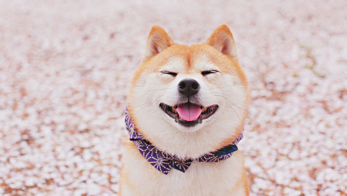 草莓柴犬 腾讯视频