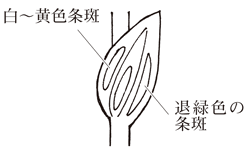 花卉病害虫 チューリップの絵目次
