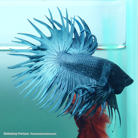 スチールブルー クラウンテール ひらひらショーベタ 熱帯魚のことなら みずものコム
