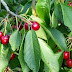 How To Install Bird Netting Over Garden - Check spelling or type a new query.