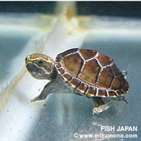 水中で生活する人気の 水棲カメ ベスト5 みずもの人気ランキング 熱帯魚のことなら みずものコム