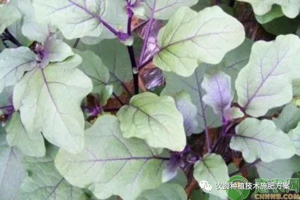 种植茄子你不得不知道的秘密 移植