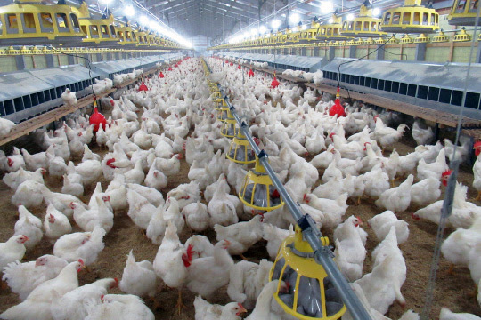 よい雛 福田種鶏場