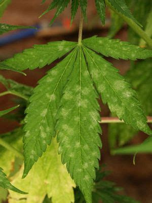 Plants store food in the vertical shoot of their stems and roots. Prevention and treatment of powdery mildew on cannabis and
