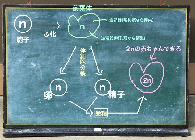 シダ植物の増え方について図を使ってわかりやすく解説 自然植物図鑑