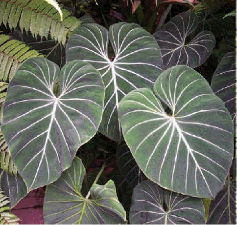 Buy plant labels online